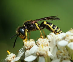 Philanthus solivagus
