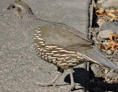 Callipepla californica