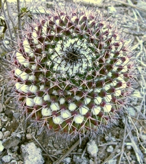 Mammillaria carnea