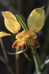 Diuris brumalis