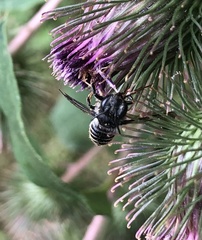 Megachile inermis