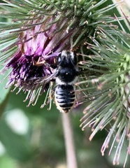 Megachile inermis