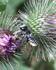 Megachile inermis