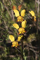 Diuris brumalis