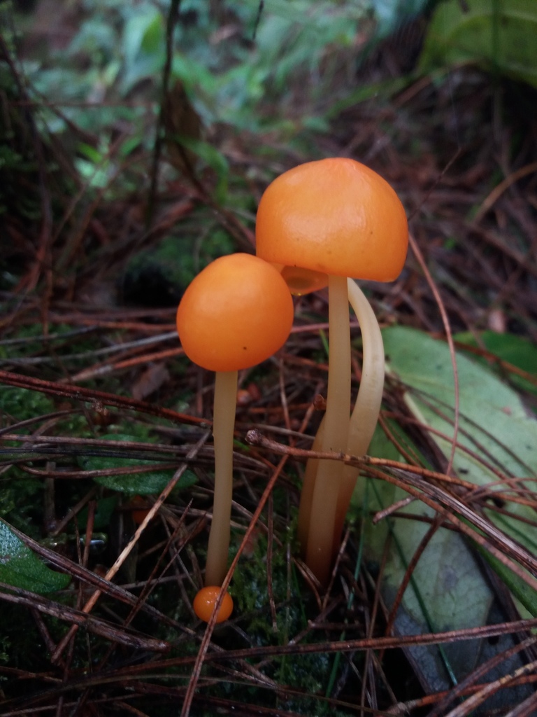 Marasmius hymenogloeus · July 2021 · photo: © danielmesa1 (iNaturalist, cc-by)