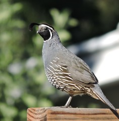 Callipepla californica
