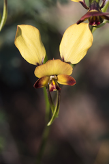 Diuris brumalis