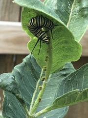 Danaus plexippus