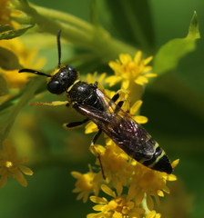 Philanthus solivagus