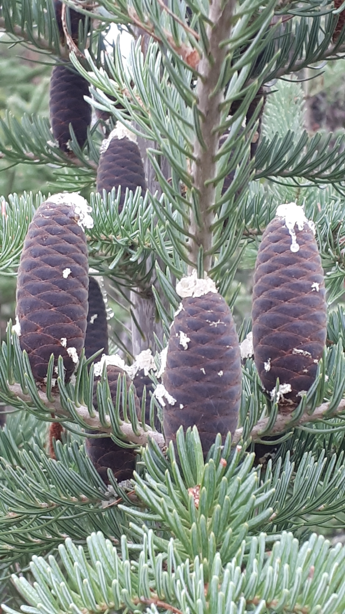 Abies balsamea var. balsamea