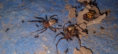 Alpaida veniliae