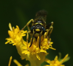 Philanthus solivagus