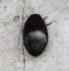 Thermonectus nigrofasciatus