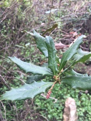 Berberis negeriana