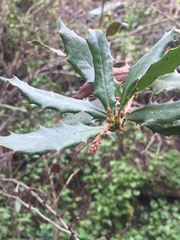 Berberis negeriana