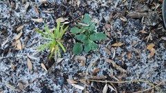 Pterostylis nigricans