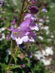 Penstemon leonensis