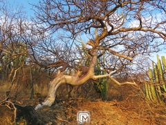 Bursera linanoe