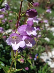 Penstemon leonensis