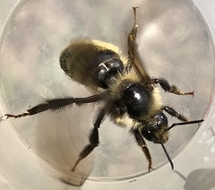 Bombus appositus