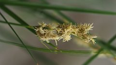 Carex alma