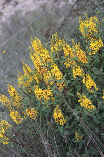 Image of Galphimia glauca by (c) José Belem Hernández Díaz, some rights reserved (CC BY)