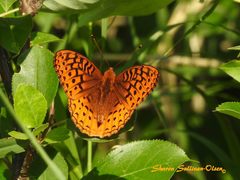 Speyeria cybele pseudocarpenteri