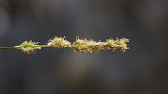 Carex alma