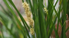 Carex alma