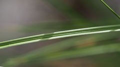 Carex alma