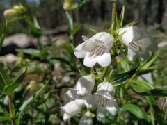 Penstemon leonensis