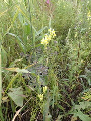 Artemisia mongolica