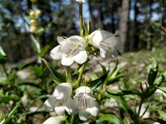 Penstemon leonensis