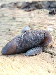 Limacidae
