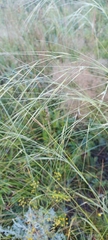 Stipa capillata