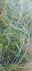 Stipa capillata