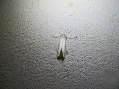 Rupela albina