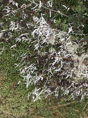 Thamnolia vermicularis