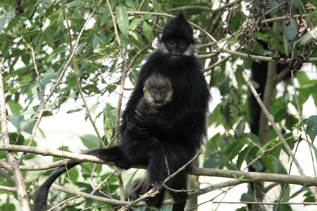 Francois' Langur