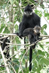 Trachypithecus francoisi