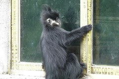 Trachypithecus francoisi