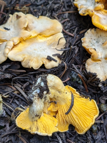 Rainbow Chanterelle