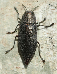 Poecilonota cyanipes