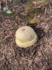 Caloboletus rubripes