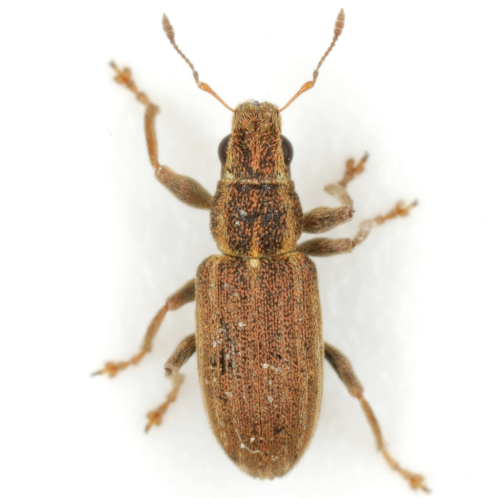 Pea Weevil, photo 1 of 7