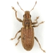 Pea Weevil - Photo (c) Mike Quinn, Austin, TX, some rights reserved (CC BY-NC), uploaded by Mike Quinn, Austin, TX