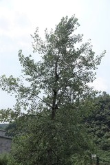 Trachypithecus francoisi