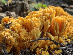 Ramaria flava