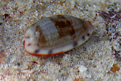 Talostolida