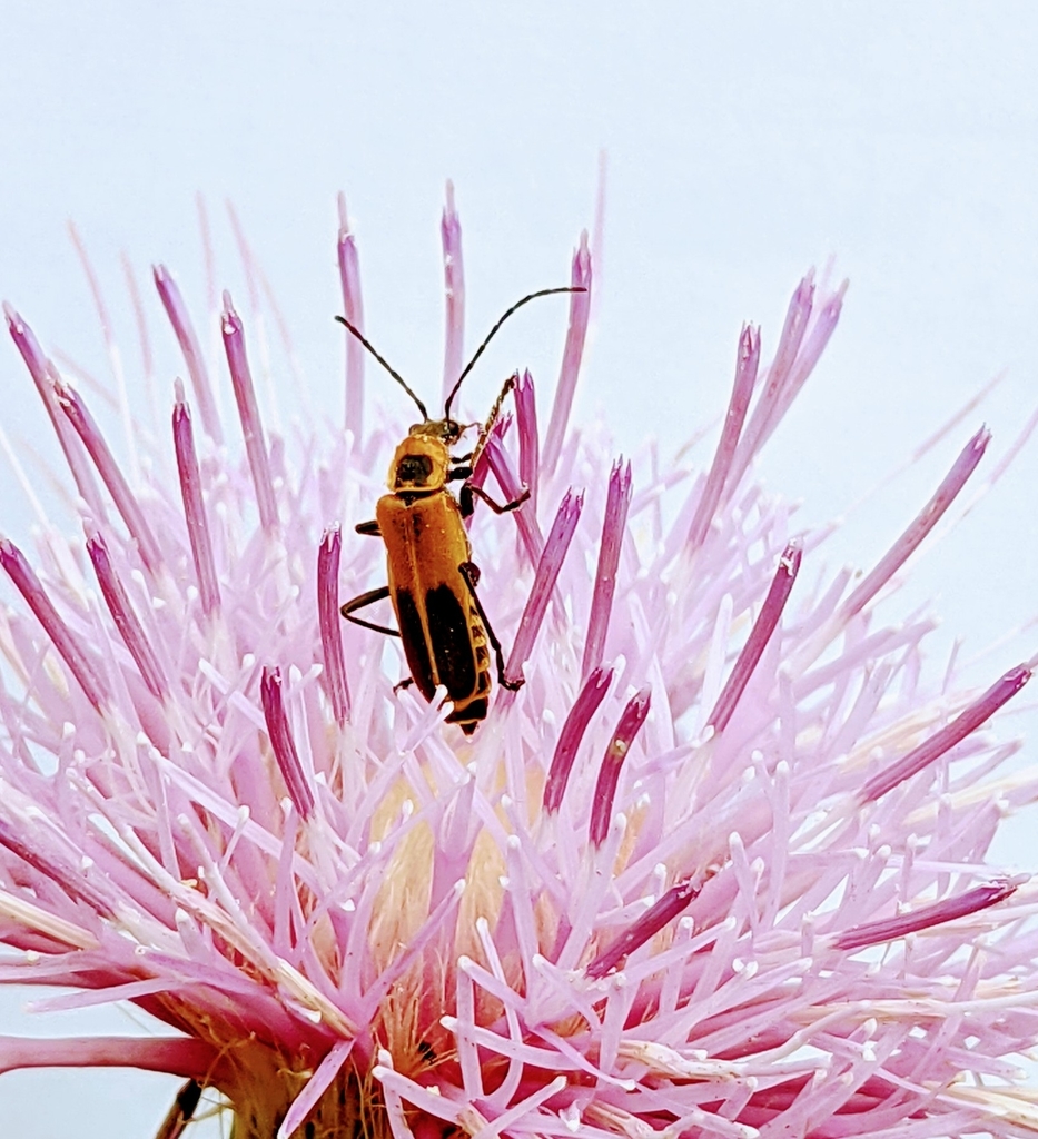 Goldenrod soldier beetle (Chauliognathus pensylvanicus)